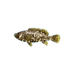 Queensland Grouper